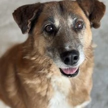 Areso ca. 46 cm   braucht noch einmal Glück