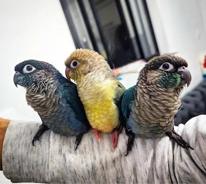   Super zahme Molinasittiche   Handzahm   Pyrrhura   Papagei   Grünwangensittich   