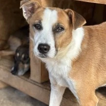 Nilo K ca. 46 cm   der Auffallende