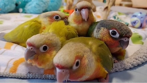   Super zahme Molinasittiche   Handzahm   Pyrrhura   Papagei   Grünwangensittich   