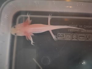 Axolotl Baby sucht ein Zuhause 