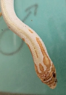 1.0 Heterodon nasicus superconda