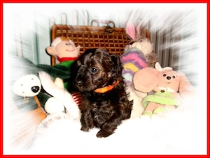 Zuckersüße, kleine Yorkshire Terrier   Toy Pudel F1 Verpaarung mit Ahnenpass ( Papiere )