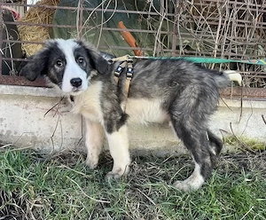 Ist Xavi der richtige Begleiter für dich?