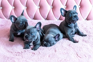 Wunderschöne Französische Bulldoggen Welpen in Blue suchen liebevolles Zuhause