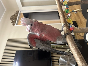 Rosakakdu ziemlich Jung 