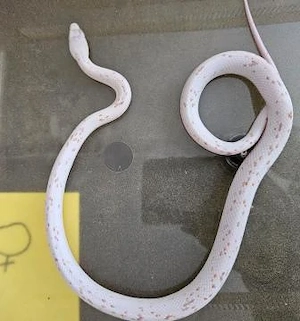 1.1 Kornnatter Palmetto Pärchen   DNZ 2024 