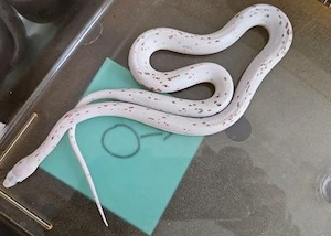 Palmetto Kornnattern