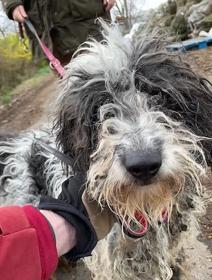 Fontos, zzt. in Ungarn, Notfall, ist ein reiferer Rentner, für sein Alter aber fit