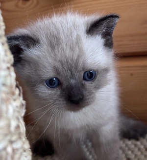 Zauberhafte SIAM-BKH Kitten