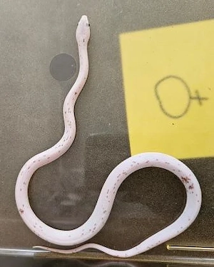 1.1 Kornnatter Palmetto Pärchen   DNZ 2025 