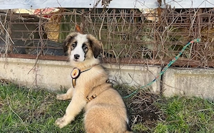 Corleone, unser Löwenherz