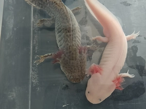 2 Axolotl Teenager suchen ein Zuhause 