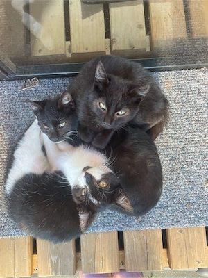 3 liebevolle Freigänger-Katzen suchen ein Zuhause (auch einzeln oder zusammen) Bild 2