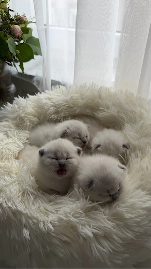 BKH kitten in blue point zu verkaufen (britisch kurzhaar kitten)