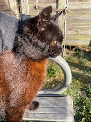 3 liebevolle Freigänger-Katzen suchen ein Zuhause (auch einzeln oder zusammen) Bild 5