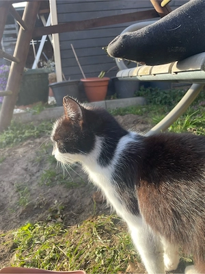 3 liebevolle Freigänger-Katzen suchen ein Zuhause (auch einzeln oder zusammen) Bild 3