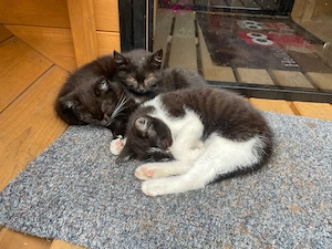 3 liebevolle Freigänger-Katzen suchen ein Zuhause (auch einzeln oder zusammen)