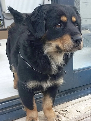 Edda - freundlich und sehr menschenbezogen