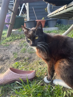 3 liebevolle Freigänger-Katzen suchen ein Zuhause (auch einzeln oder zusammen) Bild 4