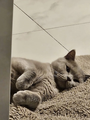 toller BKH Kater sucht Endzuhause