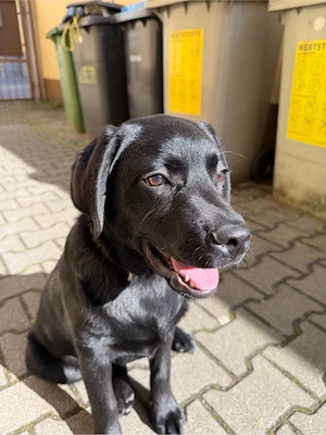 Süßer Labrador-Welpe (5 Monate) sucht liebevolles Zuhause   