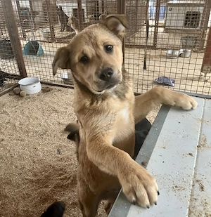  Ubul, zzt. in Ungarn, Ich bin ein zuckersüßer Welpe