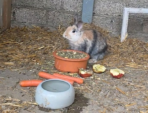 Löwenkopf Kaninchen Weiblich