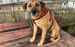 Möchtest du Susi ein schönes Leben schenken?