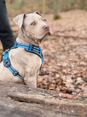 wunderschöner american bully rüde 12 wochen 