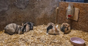 Löwenkopf Kaninchen ( Männlich)