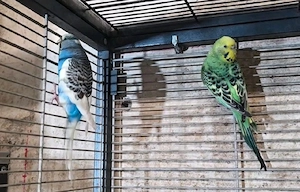 Wellensittiche (m w) Pärchen