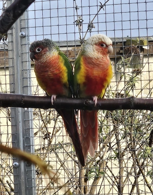 Molinasittich Grünwangen Rotschwanzsittich