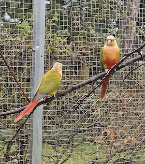 Molinasittich Grünwangen Rotschwanzsittich 2 Zuchtpaare