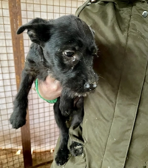 Hiko, zzt. in Ungarn, ist ein typischer Welpe, zauberhafte, verspielte, freundlich