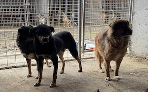 Robbie S ca. 45 cm   der Einfühlsame