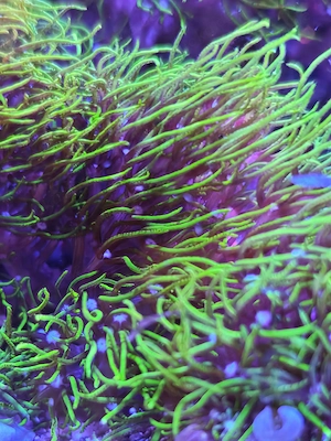 Briareum, grünes Affenhaar