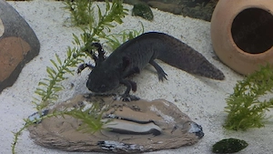 Gesucht > Axolotl  Bild 2