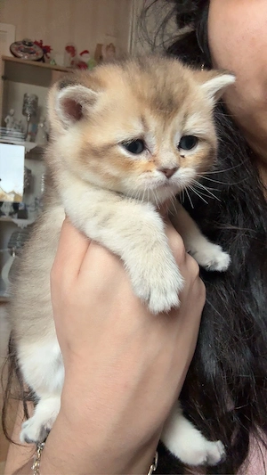 nur noch 3babykitten Bkh !!!!