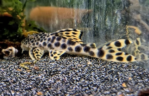 L75 Leopard Trugschilderwels Ancistomus sabaji