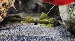 L200 Gelber Phantomwels Hemiancistrus subviridis