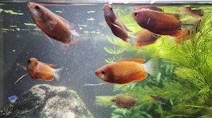 Roter Honiggurami Trichogaster chuna