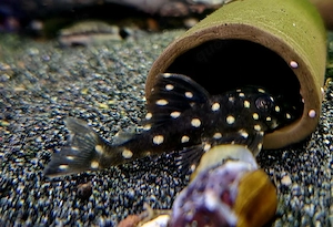 L201 Hypancistrus spec. Orinoko Engelsharnischwels