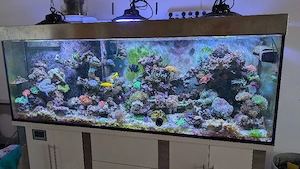 Meerwasser, Korallen, Auflösung, Hobby aufgabe, Acanthophyllia, Trachyphyllia