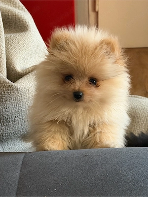 pomeranian Spitz
