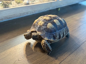 Spornschildkröten (Centrochelys sulcata) zu verkaufen. 