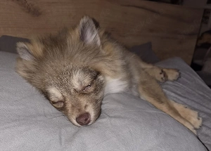 welpe pomchi Langhaar 8.11.25 geboren 