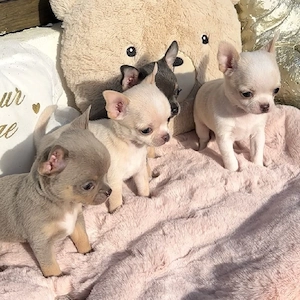 Lernen Sie die kleinsten Freudenbündel kennen, in die Sie sich sofort verlieben werden 