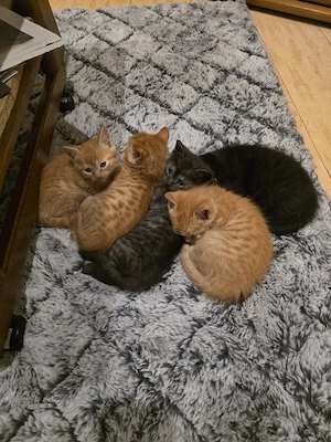 Wunderschöne Perserkitten suchen liebevolle Zuhause! 