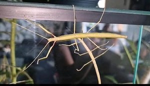 indische & Annam Stabschrecke 